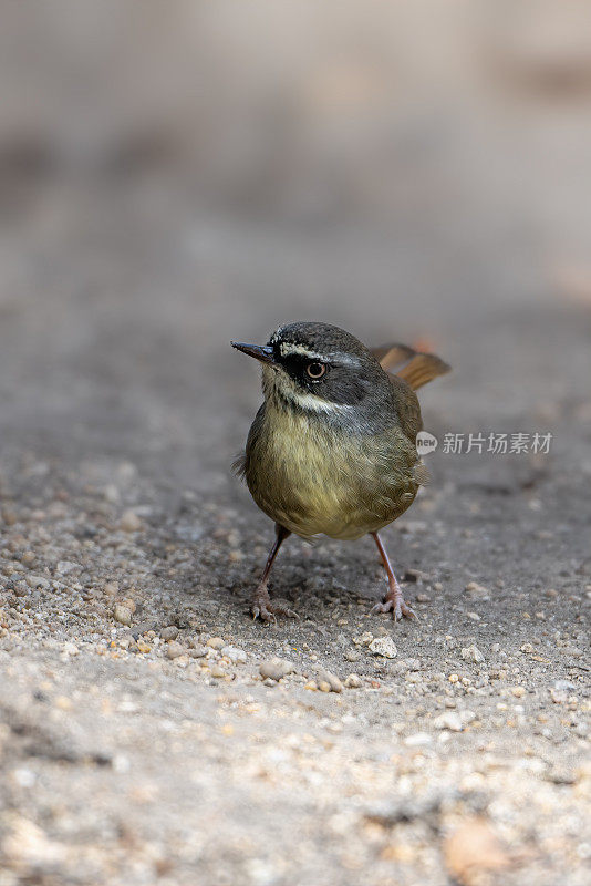 白眉鹪(frontalis Sericornis)